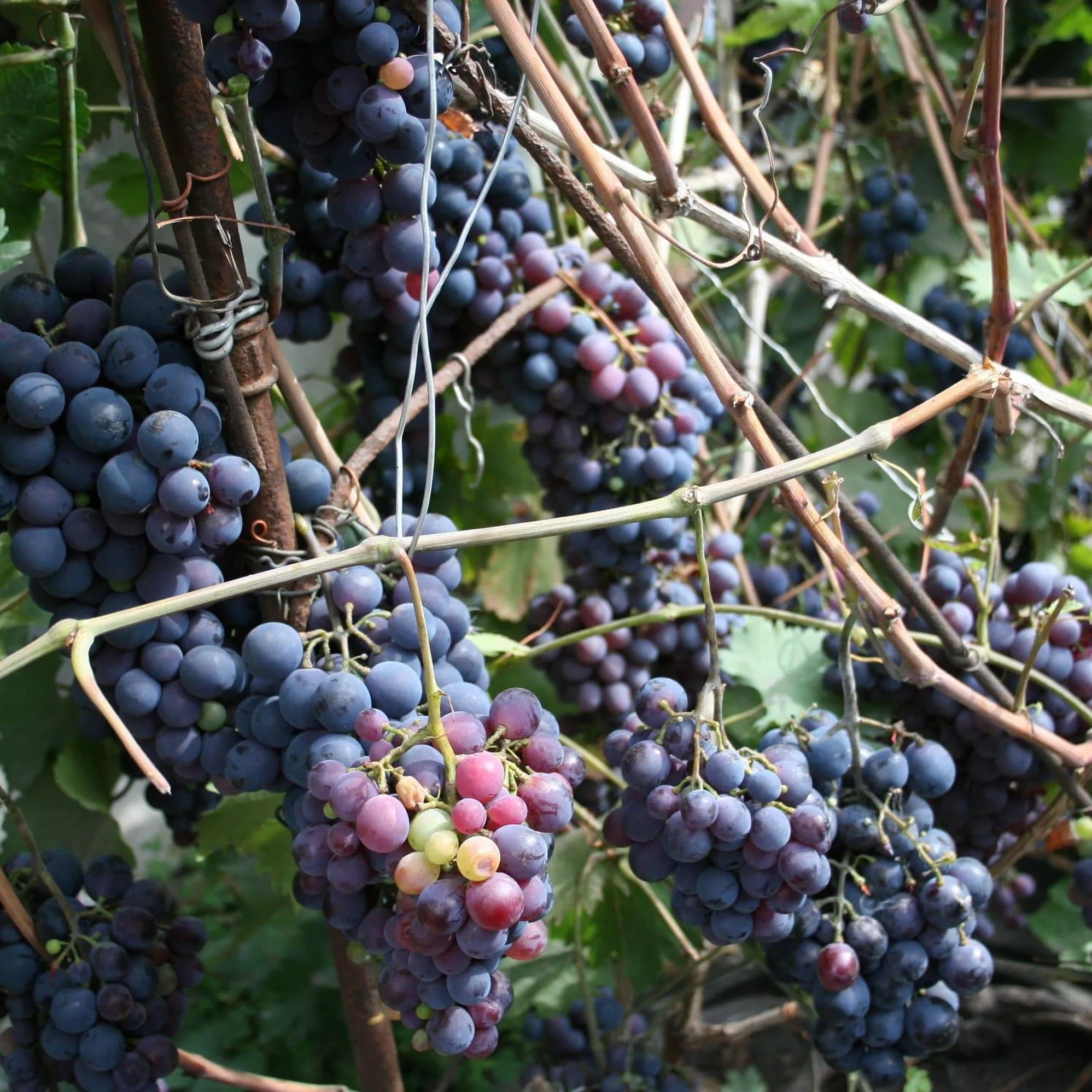 grapes